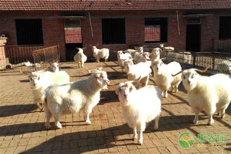 舍饲养羊与现代养羊业的发展_科普中国网