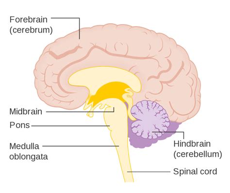 The Pons | Facts, Position In Brain, Summary & Function