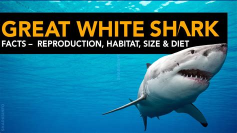The Great White Shark [20+ Facts] Reproduction, Habitat, Size & Diet ...