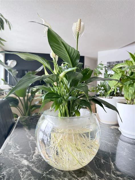 How to transition a peace lily from soil to water only – Artofit