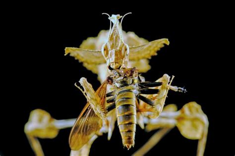 Image result for Praying Mantis