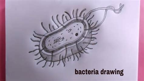 Image result for Bacteria Simple Drawing