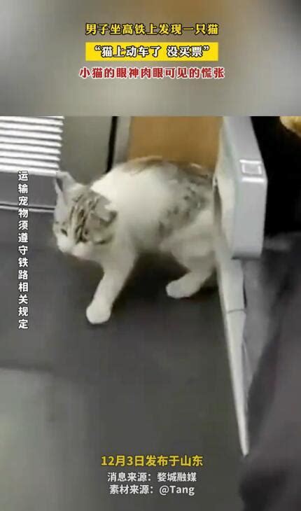 男子在动车上发现一只猫咪 猫上动车了没买票小猫的眼神肉眼可见的慌张_新闻频道_中华网
