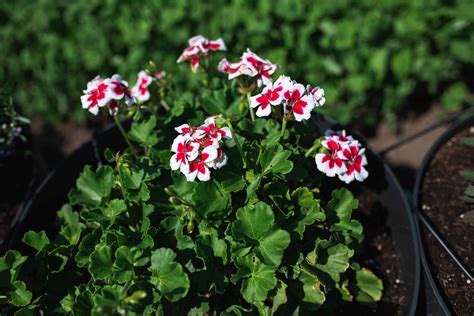 Geranium Plant Indoor Care at Susanne Lumpkin blog