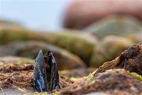 Image result for Musselshell High Resolution