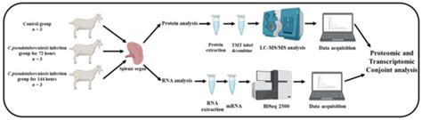 Combined Transcriptomic and Proteomic of Corynebacterium ...