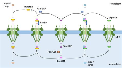 Drawing of nuclear transport and the NPC – Chang Lab