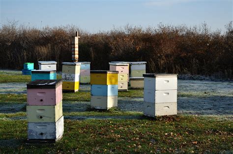 Highways for Hives: The Marvel of Bee Space - Backyard Beekeeping