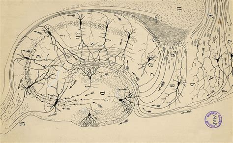 Santiago Ramón y Cajal The Beautiful Brain — DOP