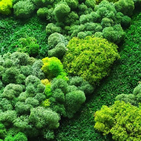 The Science Of Haircap Moss | Habitat, Characteristics, Distribution & Reproduction