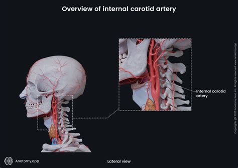 Anatomy Of The Internal Carotid Artery Fig 1. | Transcranial