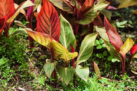 How to Grow and Care for Canna Lily