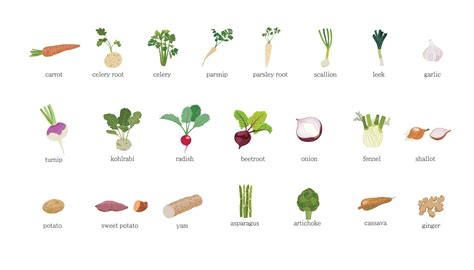 Roots Vegetables Names