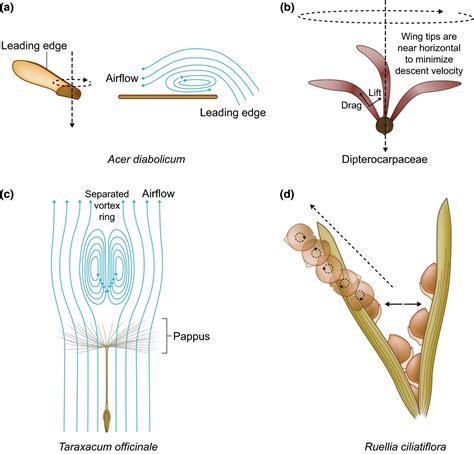 Seed Dispersal Mechanisms Diagram