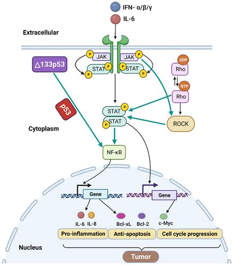 p53 Isoforms as Cancer Biomarkers and Therapeutic Targets