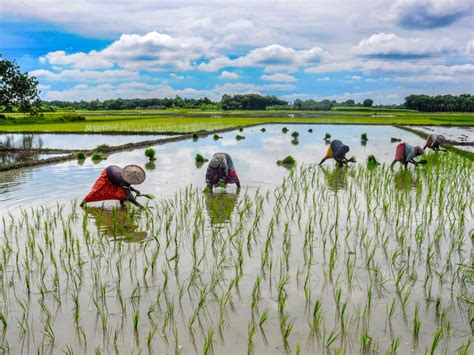 El Nino likely to add to existing inflationary pressures, buffer stocks ...