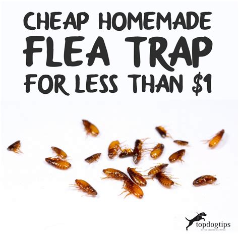 Homemade Flea Traps