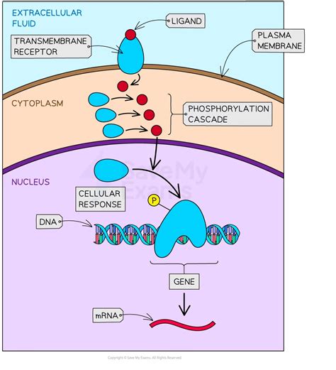Signal Transduction Pathway- AP Biology Study Guide