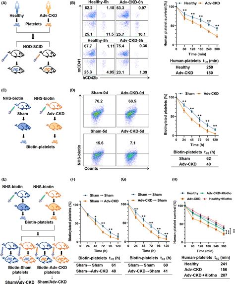 Renal Klotho safeguards platelet lifespan in advanced chronic kidney disease through restraining ...