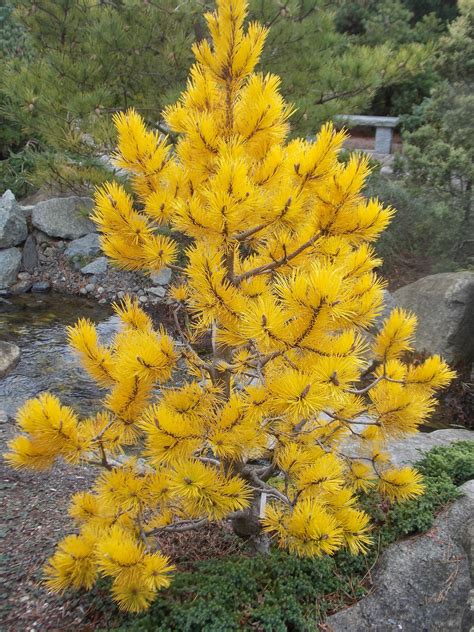 Best Conifer Trees For Shade at Wanda Perdue blog
