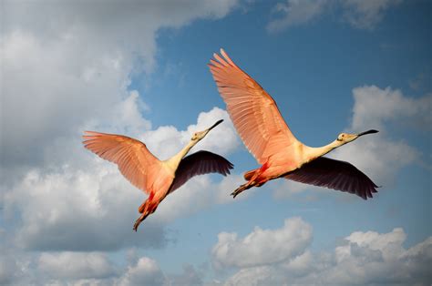 #907675 animals, water, nature, wings, birds - Rare Gallery HD Wallpapers