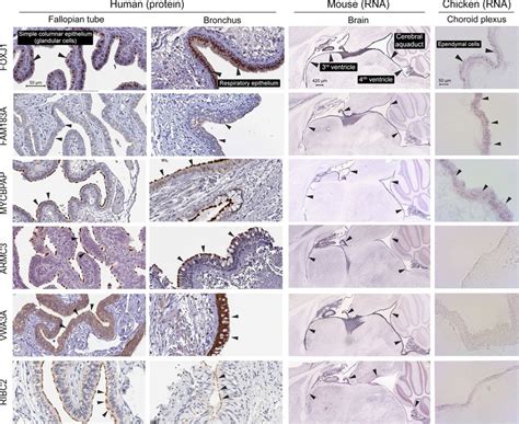 Image result for IHC Staining