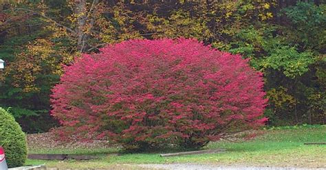 Fantastic Feathers: #ThursdayTreeLove 23 - A Tree in red