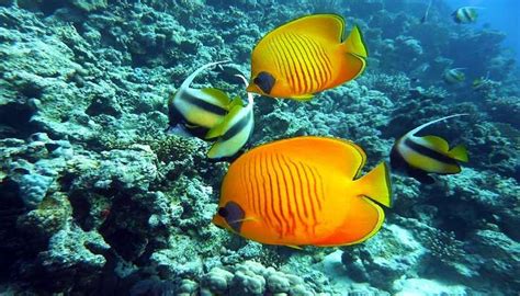 Sagar Nagar Beach Is A Coastal Gem Of Visakhapatnam
