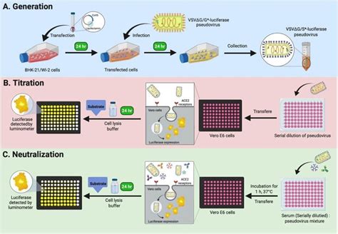 Neutralization Test 的图像结果