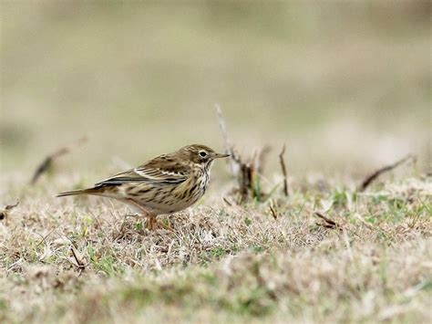 Meadow Pipit - eBird