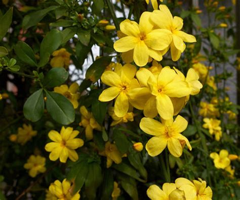 Did you know these 30 Different Types of Jasmine Plants ? | Nurserylive
