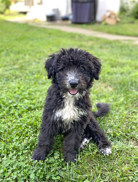 Full Grown Aussiedoodle: How Large Do Aussiedoodles Get? | Pets Nurturing