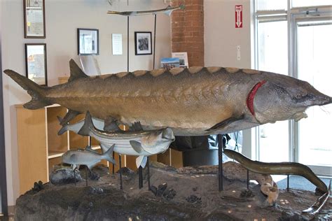 How Long Have Sturgeon Been Around