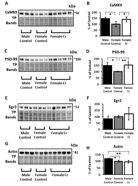 Sex-Specific Effects of Chronic Creatine Supplementation on Hippocampal ...
