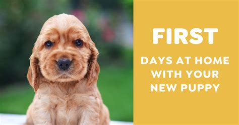 Dogs First Hour Home 的图像结果