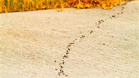 Ants - Conquer Critters