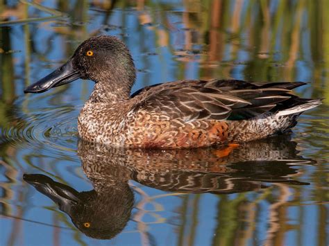 Northern Shoveler - eBird