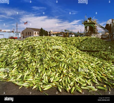 Image result for Maize Processing
