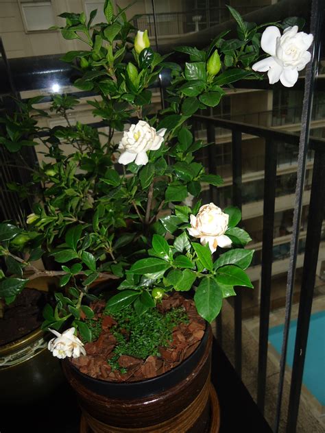 Growing jasmine indoors. Wonderful smelling fragance.