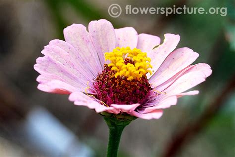 Flowers by Name-Z-Zinnia Angustifolia Profusion Red,Zinnia Green,Zinnia ...