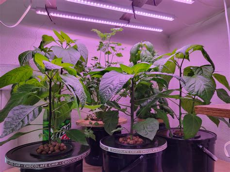 Image result for Krakey System Using Miracle Grow