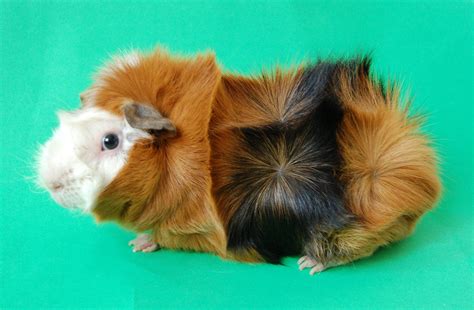 Abyssinian Guinea Pig Guide: Complete Care & Breeding Information Inc.
