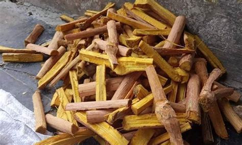 manfaat kayu bajakah dan cara mengolahnya