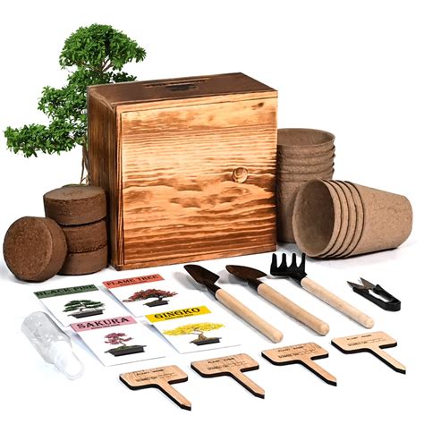 Buy Bonsai Tree Kit, 4 Bonsai Tree with Complete Growing Kit & Wooden ...