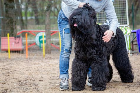 Black Russian Terrier – GoofyTails