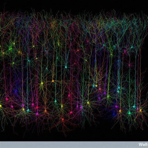 Image result for Brain Cell Types