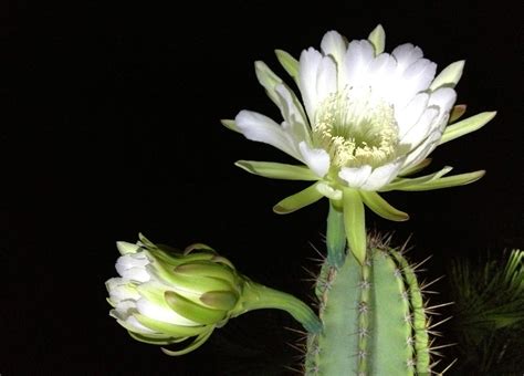 Night Blooming Cereus Photo Gallery - Wallpics.Net - Wallpapers, Photos ...