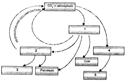 Natural Resources Class 9 Important Questions and Answers Science ...