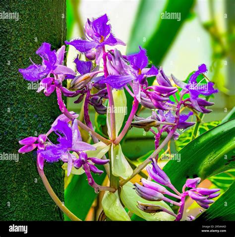 Dayflower (Cochliostema odoratissimum) is an epiphyte herb native to ...