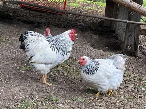 Columbian Wyandotte Bantam » Sunset Valley Chicks